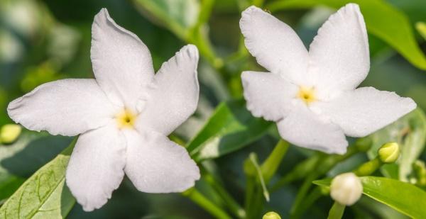 Jasmim – Lendas e significados espirituais desta flor - greenMe