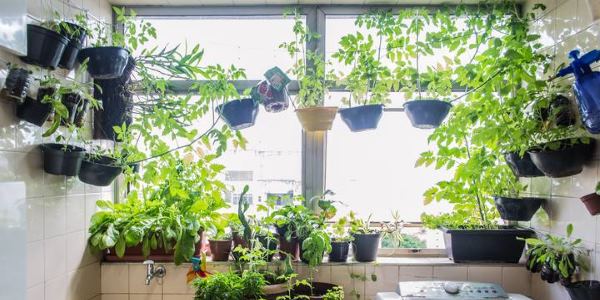 Plantas raras do Brasil movimentam mercado milionário na internet