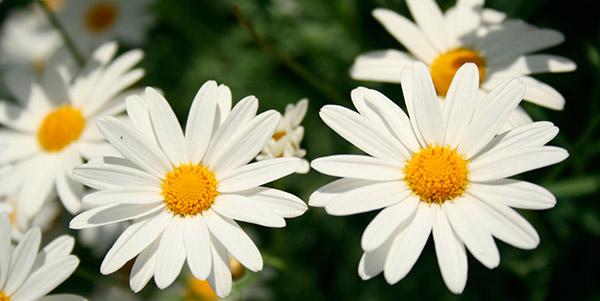 Margarida: a flor do amor