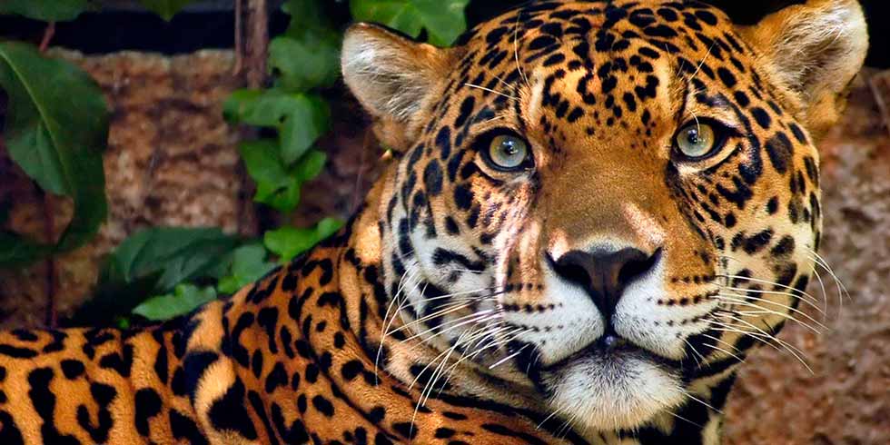 Onça-pintada em extrema vulnerabilidade por causa da devastação ambiental e da agricultura - greenMe