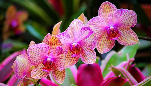Orquídea: significado espiritual de todas as cores - greenMe