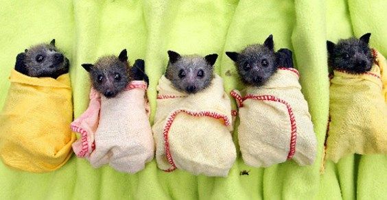 filhotes de morcego