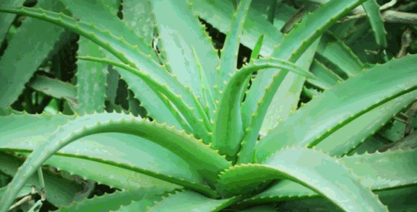 Babosa Como Plantar E Manter Em Casa 8 Dicas Greenme