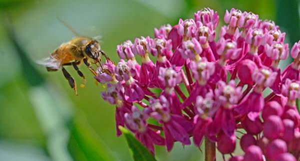 Plantas que atraem abelhas - A LISTA - greenMe