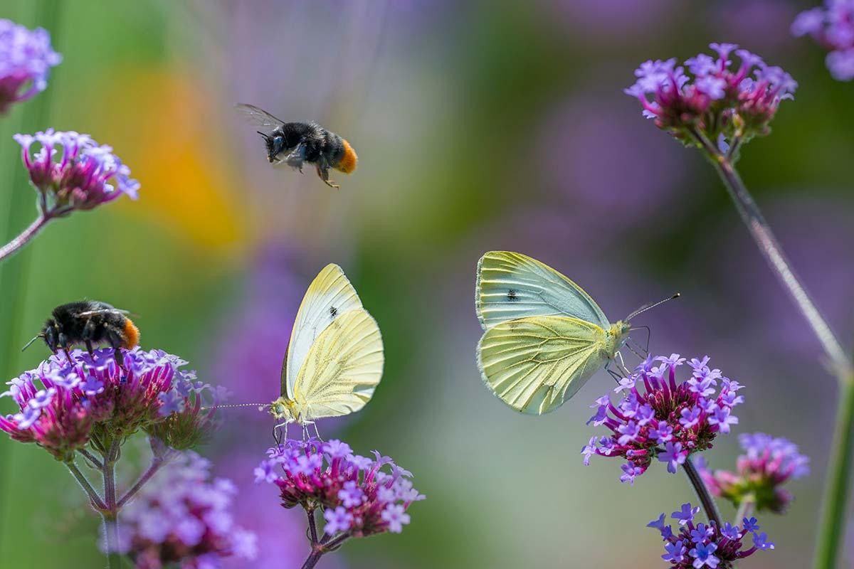 Conheça 12 insetos ameaçados de extinção no Brasil - greenMe