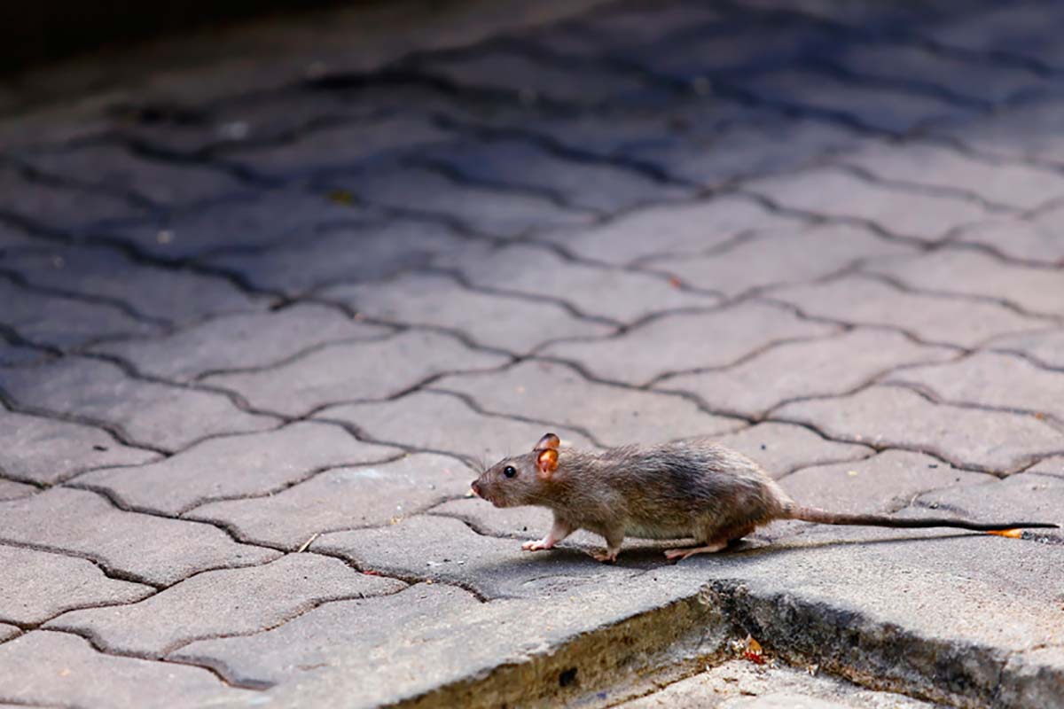 Do tamanho de um cão', ratos estão cada vez maiores e dominam Nova York -  Programa do Rochinha