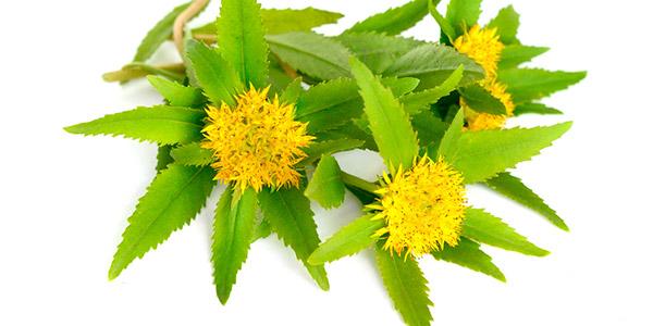 Rodiola (Rhodiola rosea)