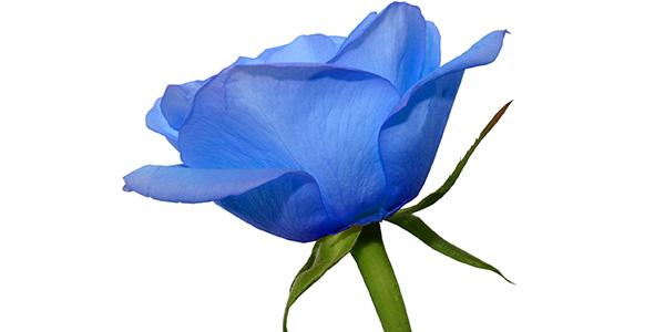 Rosa azul: uma flor cheia de significados! - greenMe