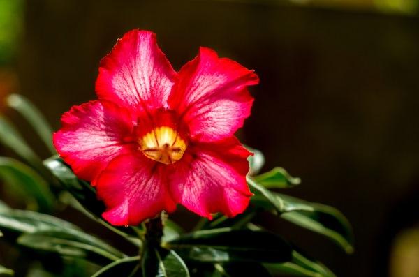 Rosa do deserto - Como cultivar e cuidados - greenMe