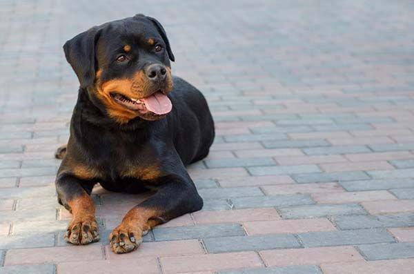 Rottweiller