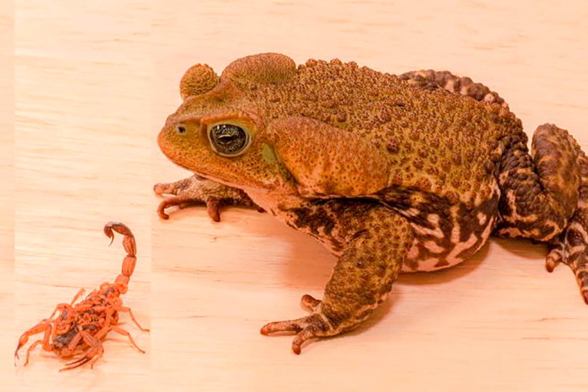 Sapocururu agredido e ameaçado de extinção, é um grande aliado no combate à proliferação do Sapocururu agredido e ameaçado de extinção, é um grande aliado no combate à proliferação do