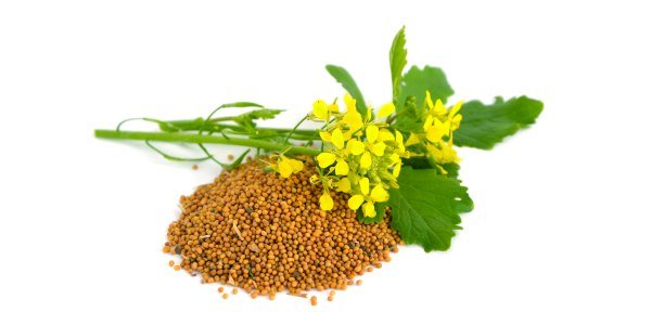 Sementes de mostarda: todos os benefícios para a SAÚDE - greenMe