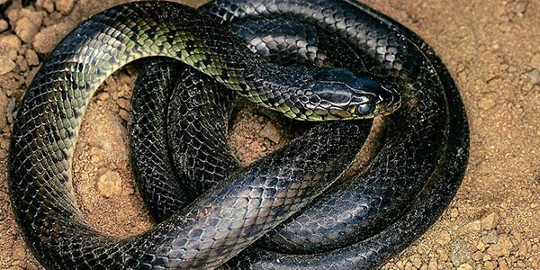 Sonhar com cobra: o que significa? - greenMe