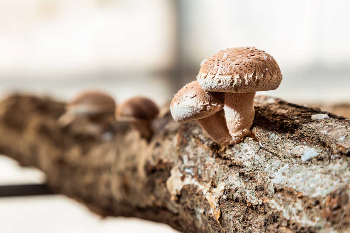 Saiba como produzir cogumelo shitake em blocos