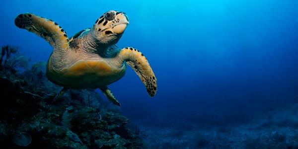10 animais marinhos em extinção - greenMe