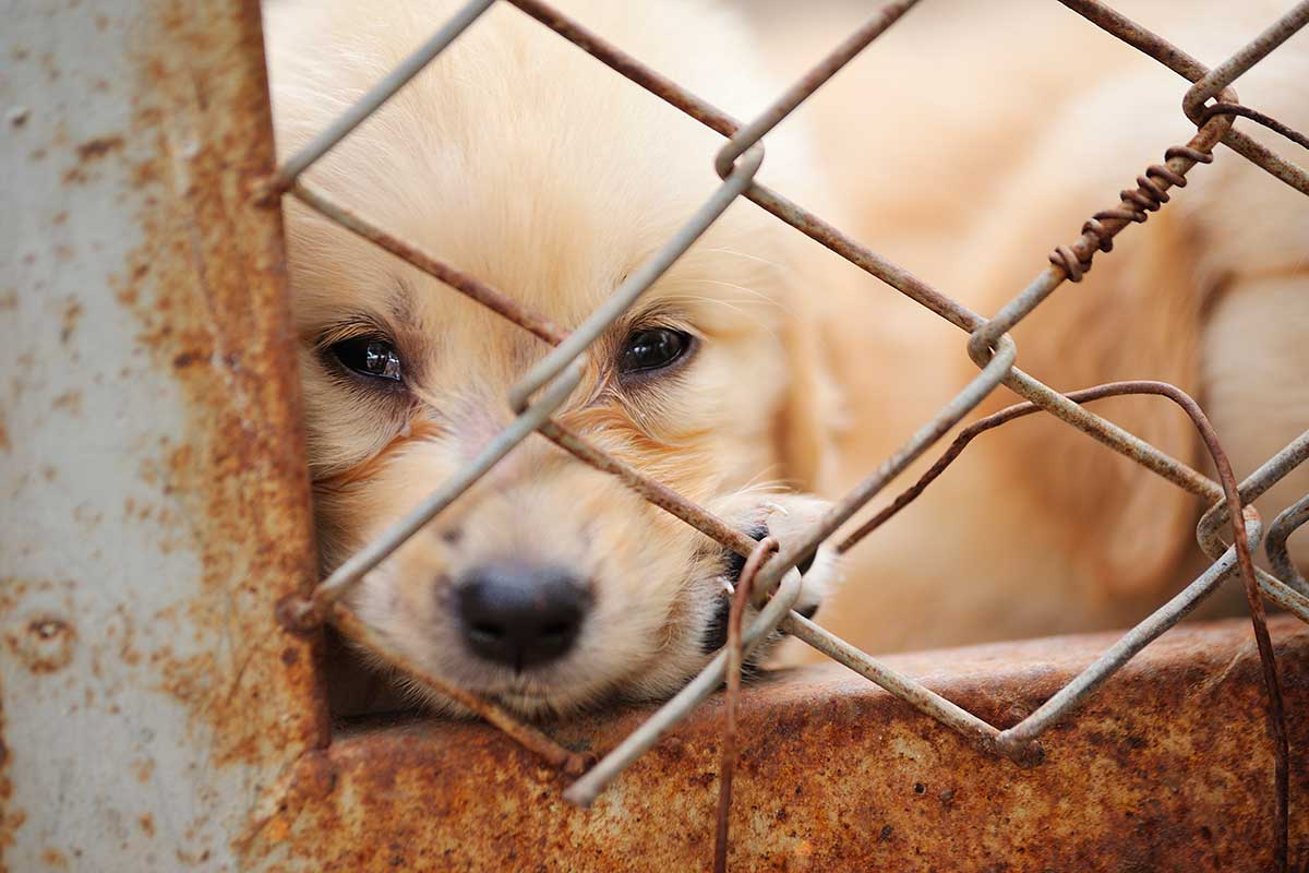 cachorro filhote abandonado