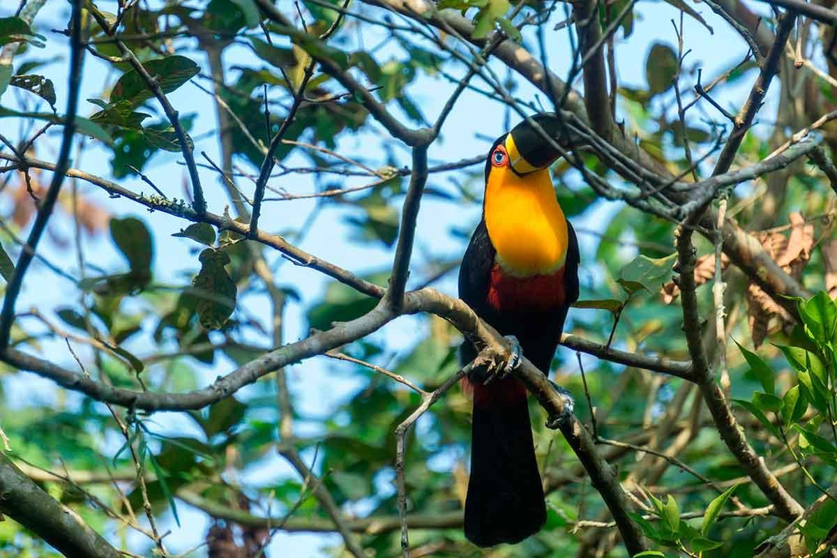 Tucano na natureza em meio aos galhos de uma árvore