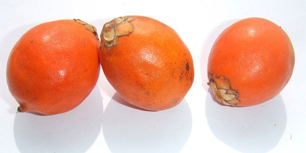 3 frutas de Tucumã redondas e alaranjadas: fonte de nutrientes importantes à saúde.
