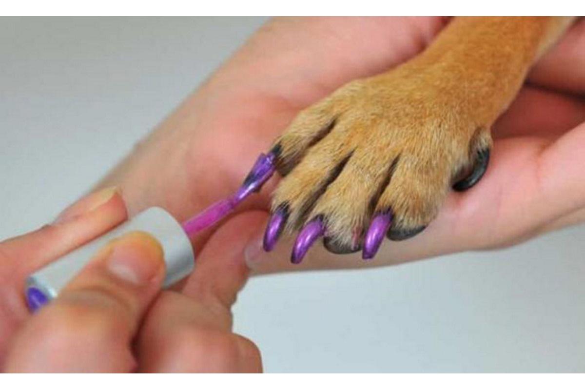 A pintura de unhas para animais em COQUINHOS