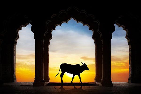 A Vaca como Símbolo Sagrado e outras Simbologias