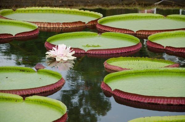 Vitória-régia (família Nymphaeaceae)