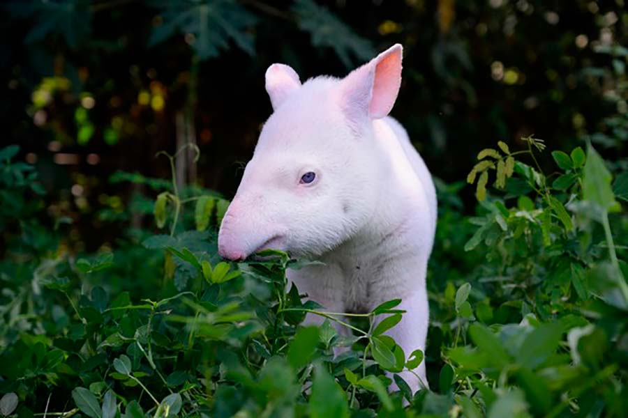 Antinha albina é a coisa mais fofa que você já viu. FOTOS - GreenMe