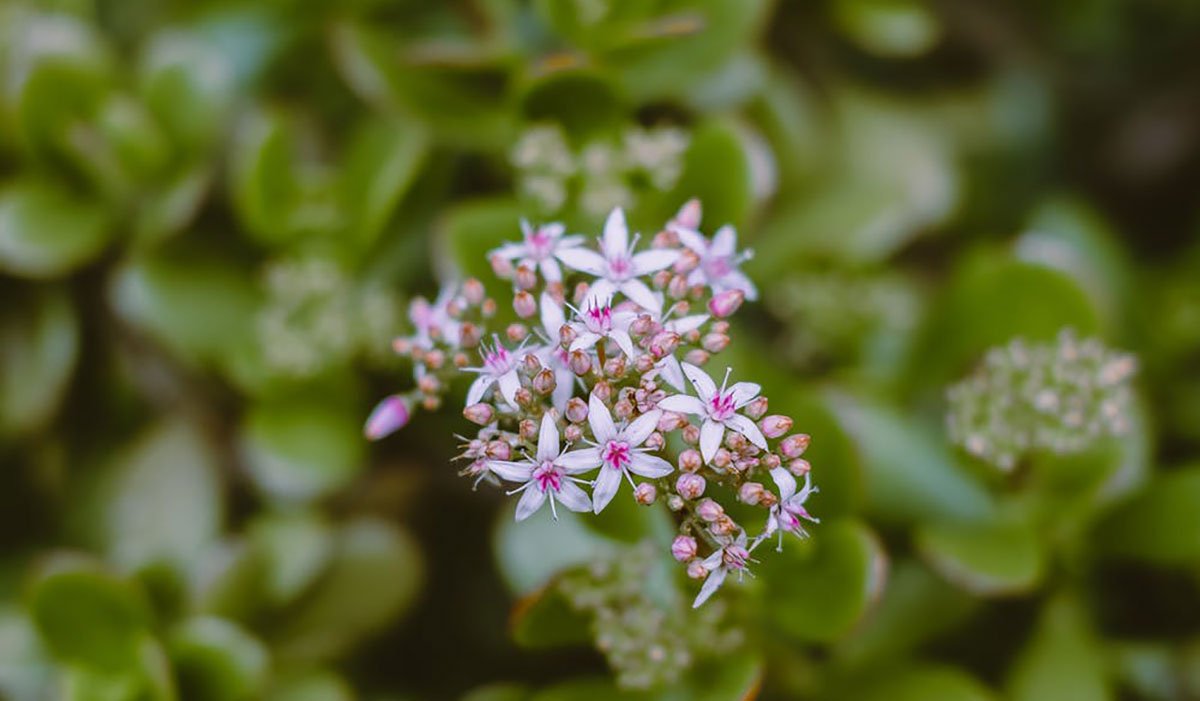 Planta Jade: atrai riqueza, prosperidade e é fácil de cuidar - greenMe