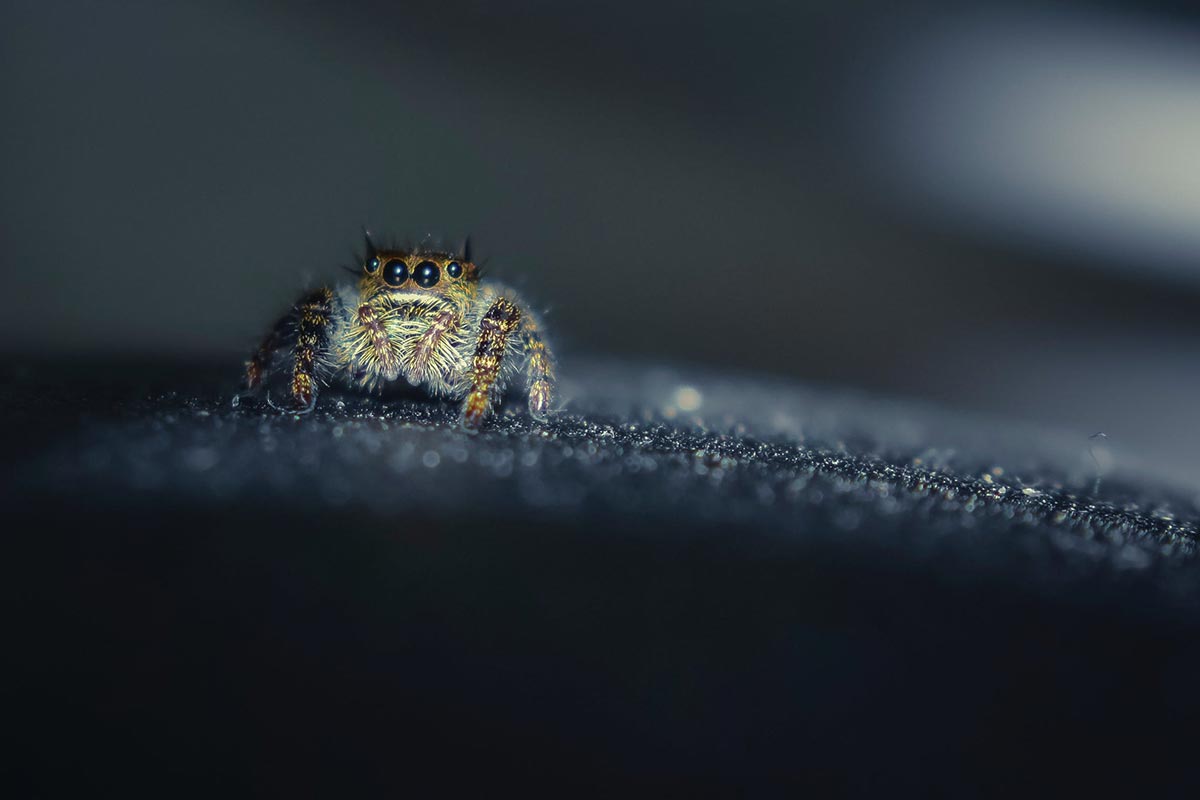 significado de aranha dentro de casa