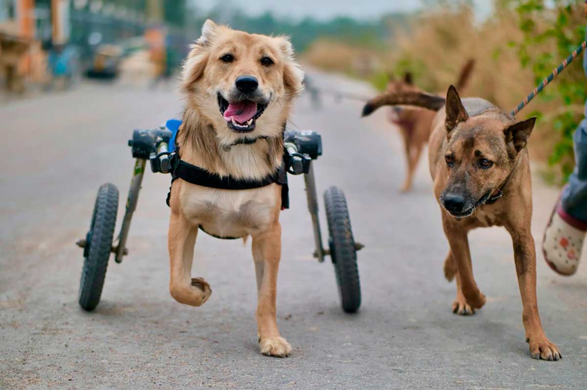 Neste abrigo, cães paraplégicos voltam a andar, e correm! Veja o vídeo