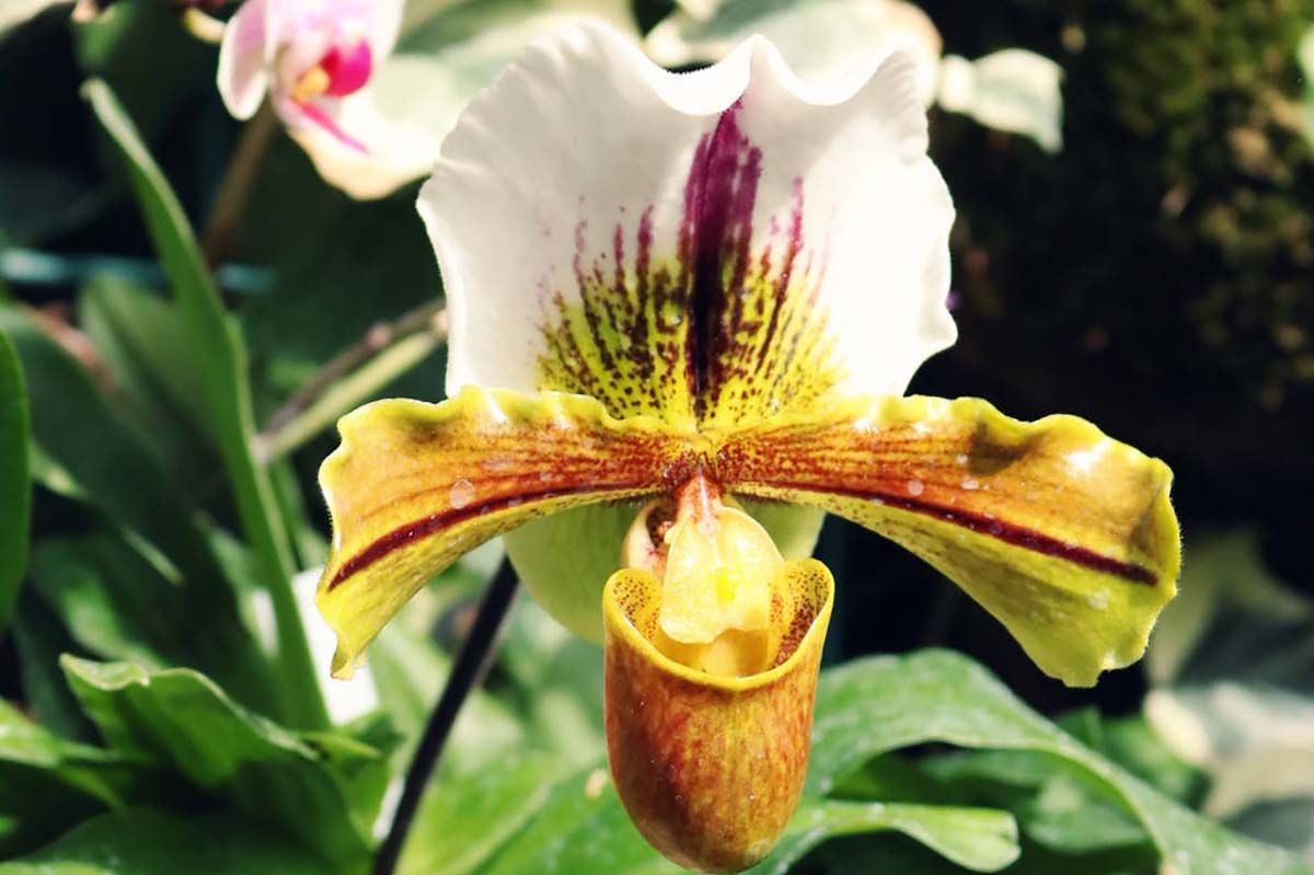As exóticas orquídeas sapatinho e suas variedades. Como cultivar e cuidar -  greenMe