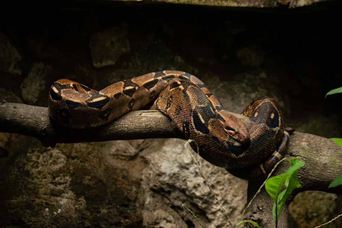 Sucuri: a maior serpente brasileira. Essa e outras curiosidades sobre a Majestade dos Rios