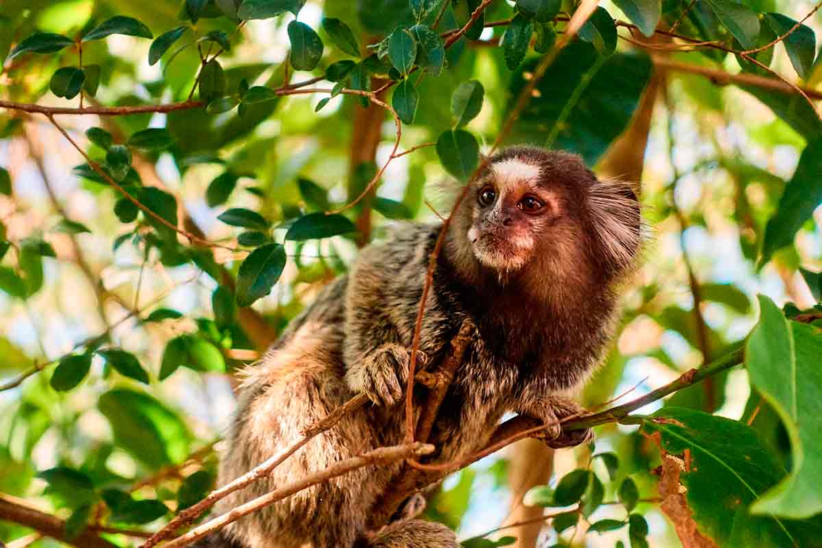 Sagui: aprenda tudo sobre esse animal aqui