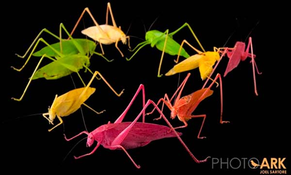 Photograph by Joel Sartore, Photo Ark.