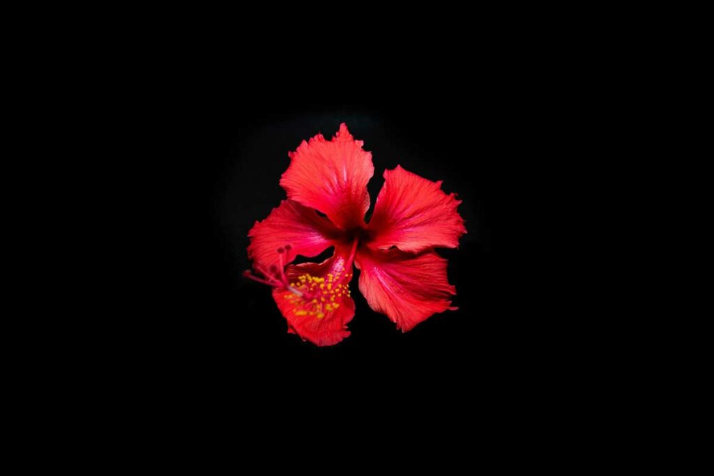 O Significado Espiritual Da Rosa Todas As Cores Greenme O Significado Espiritual Da Rosa Todas As Cores Greenme