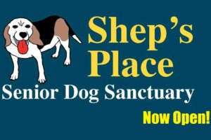 ©Shep's Place Senior Dog Sanctuary/Facebook