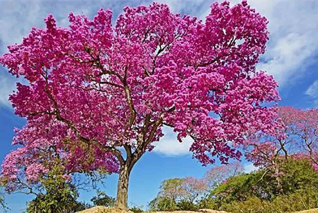 Pau-rosa: para fazer perfume, árvore nativa está em risco de extinção ...