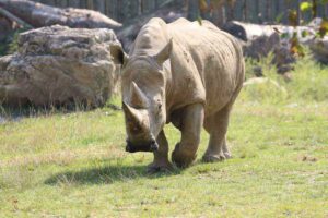 ©Toby, rinoceronte bianco al Parco Natura Viva/Gardapost.it