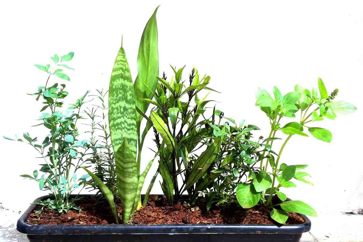 Abrecaminho usos, benefícios e significados da planta greenMe