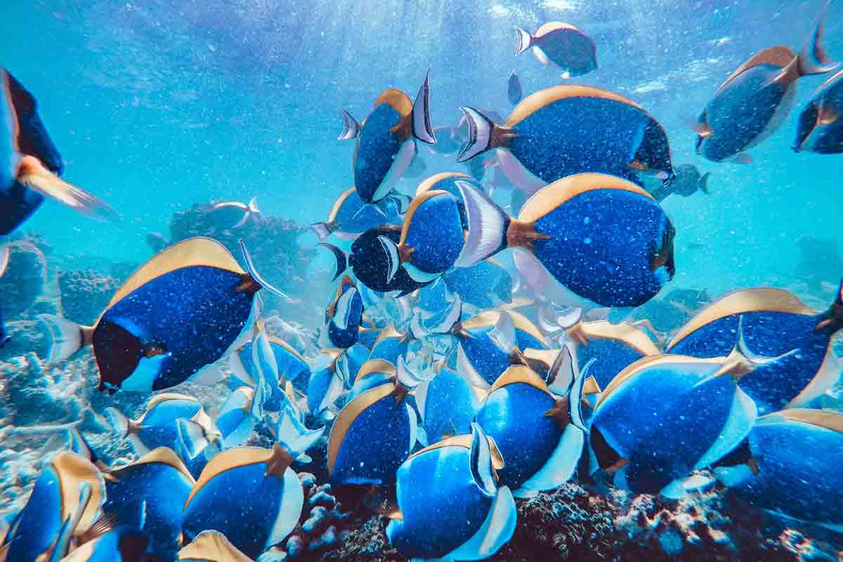 A profunda simbologia dos peixes e seus diversos significados - greenMe