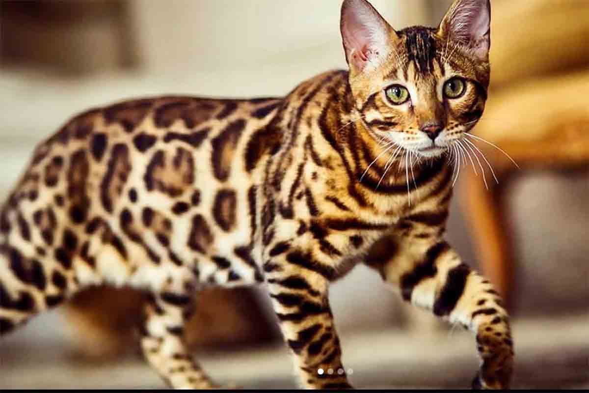 Conheça Ashera e saiba por que ele é o gato mais caro do mundo - greenMe