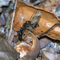 Conheça 12 insetos ameaçados de extinção no Brasil - greenMe