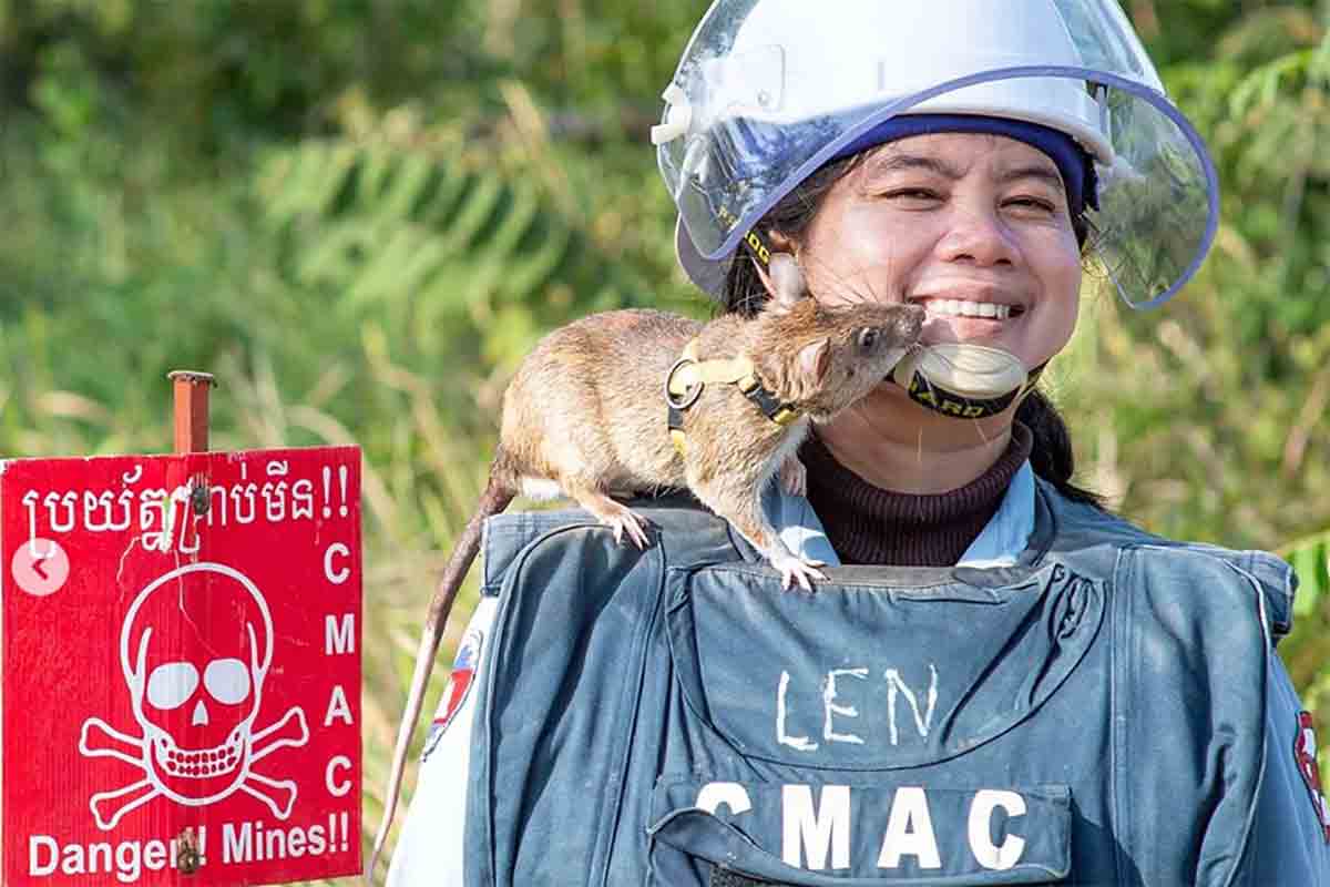 Rata heroína, detectora de minas morre no Camboja aos 8 anos de idade