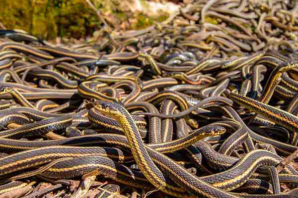 Sonhar com cobra: o que significa? - greenMe