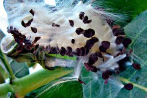 sementes de Calotropis procera, seda vegetal