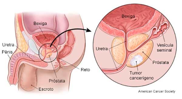 Próstata fisiologia