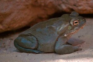 Bufo alvarius sapo alucinógeno