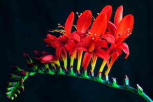 Crocosmia lucifer