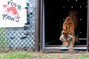 Tigres resgatados FOUR PAWS | Hristo Vladev