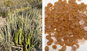 planta selvagem Candelilla (Euphorbia antisyphilitica) cultivada no norte do deserto de Chihuahuan; b) pérolas de cera de candelila obtidas após o processo de extração em meio aquoso