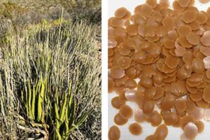 planta selvagem Candelilla (Euphorbia antisyphilitica) cultivada no norte do deserto de Chihuahuan; b) pérolas de cera de candelila obtidas após o processo de extração em meio aquoso